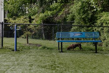A dog is standing on a grass field next to a blue bench.